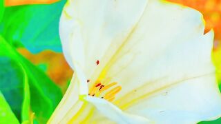 Beauty of nature