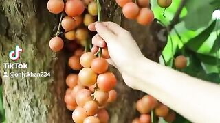 #Chinese foods#Chinese apples #foods