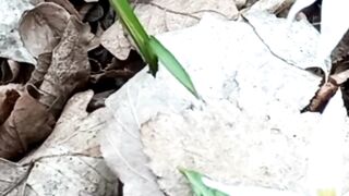 Beautiful nature