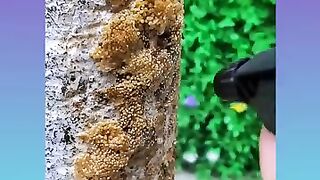satisfying video 2024