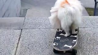 Unbelievable skateboarding skills of an adorable dog