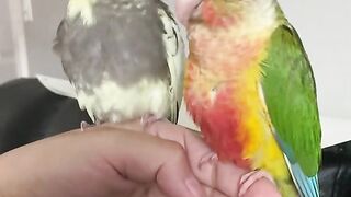 cookie cookie song parrot