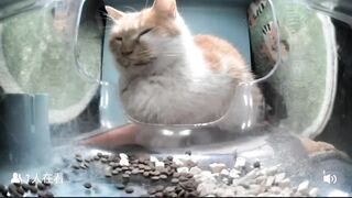 Mr. eepy uncle ???? (there is an unbelievable cute loaf ???? of this cat at the end)
