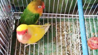 Love bird They became silent when they saw me