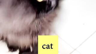 #cat #funy