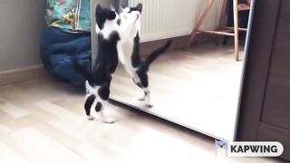 Cat vs. Mirror | love today