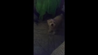 angry dog