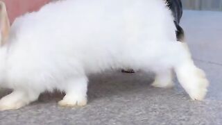 Pet and animals beautiful ❤️