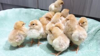 The hen suspects the kitten has stolen the chicks | The cat returned the chick to the hen | the funny cute
