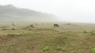 magical cat will protect the rooster and go on an outdoor adventure together!Funny cow. Cute animals