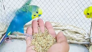 Budgies parrots