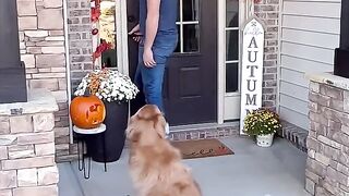 Dog video