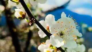 Nature Blossom,chreey blossom video in Gilgit Baltistan pakistan