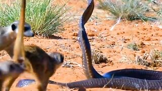 Cobra snake surrounded
