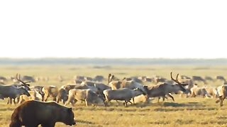 So many deer are afraid of one bear