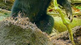 The bear scrambles the anthill