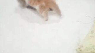 Cute cat video