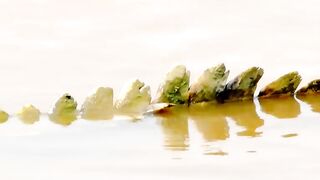 The fawn escapes from the crocodiles to meet its mother