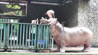 Hippo Haven: The Friendly Feasting in the Zoo#Funny video#Funny animal