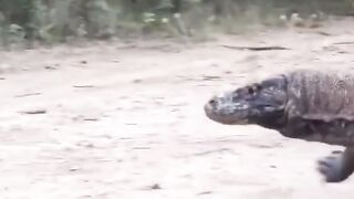 Baby goats are eaten by large Komodo dragons