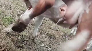 Wats the problem cow