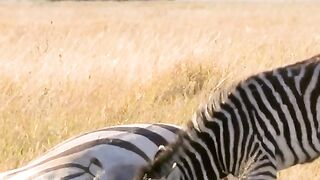 Zebra cub wakes its dead mother