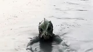 Funny video 2024