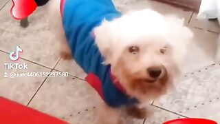 loving dog