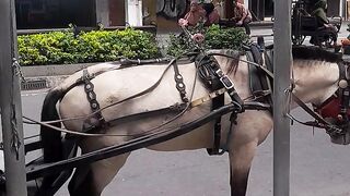 Horse drawn carriage from malioboro  Yogyakarta