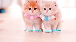 Meow means woof in cat.