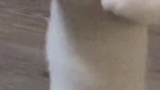 Cat dance