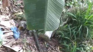 Lizard