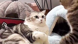 Kitten fighting with itself in the mirror