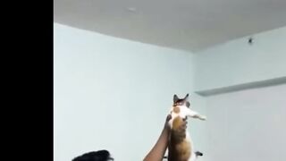Funniest Cats And Dogs Videos  Best Funny Animal