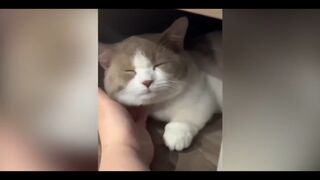 Little Kitty