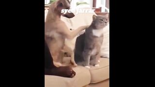 Funniest Animals  Best Of The 2021 Funny Animal Videos
