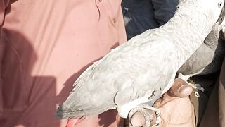 Grey Parrot