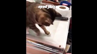 Funniest Animals  Best Of The 2021 Funny Animal Videos 2