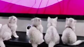 Cats watching Tom and Jerry, funny