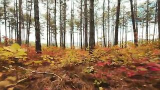 Forest view in autumn