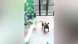 Funniest Animals  - Funny Dogs And Cats - Try Not To Laugh Animals 2023