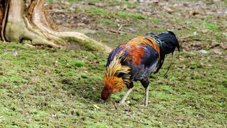 Nice Animal