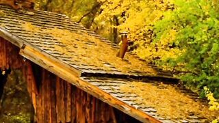 Music with nature | horse