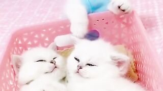 Saki saki ???? cats funny  cats sleeping