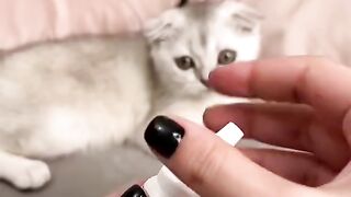 Funny cats scene See end