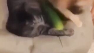 How funny are those dogs and cat????????