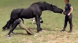Funny horse