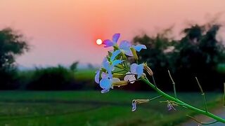 Beautiful village sun
