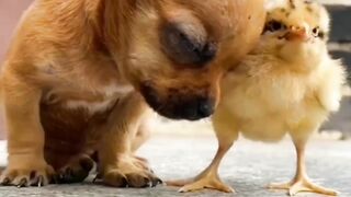 Dog and hen love