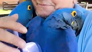 Beautiful parrot with kind man